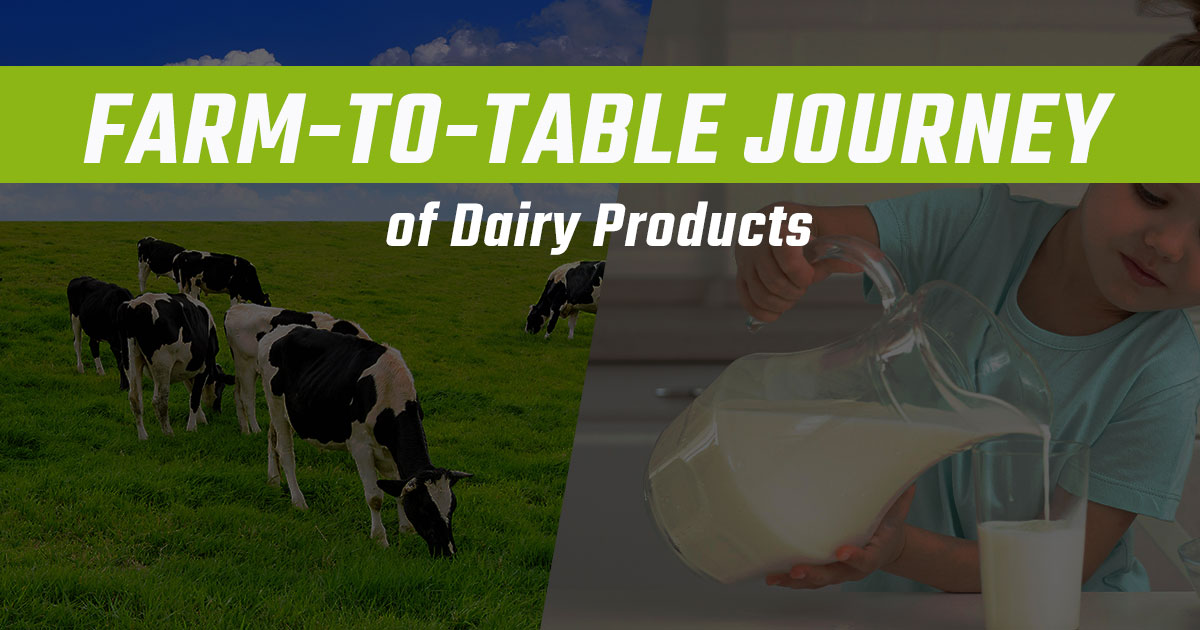 The Farm-to-Table Journey of Dairy Products 